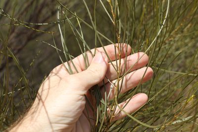 Acacia caroleae, photographed by Greg Tasney