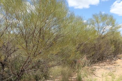 Acacia caroleae, photographed by Greg Tasney