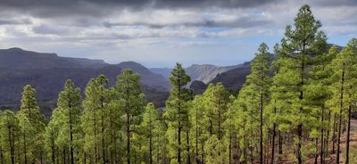 Pinus canariensis, photographed by Christoph Moning