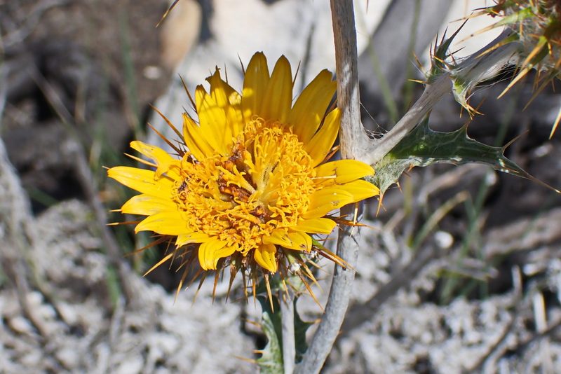 Berkheya francisci, photographed by Di Turner