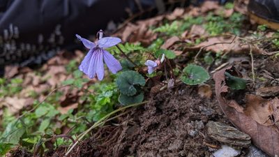 Viola formosana, photographed by Cheng-Te Hsu