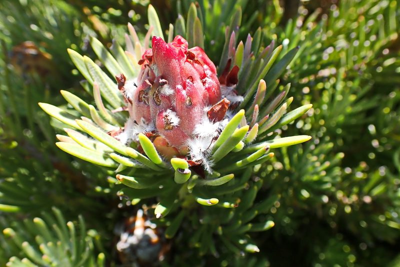 Leucadendron dregei, photographed by Di Turner