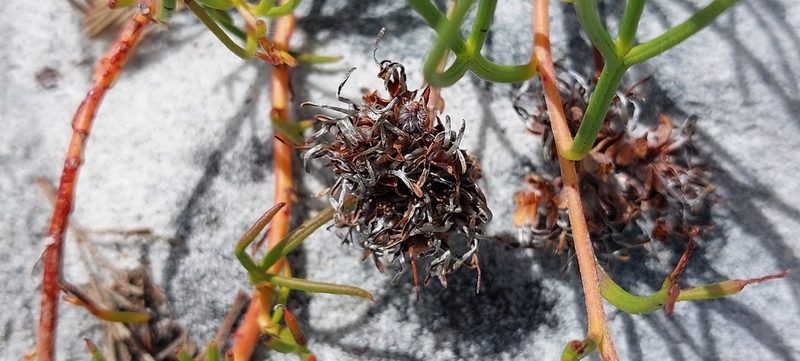 Serruria decumbens, photographed by sharndreheuvel