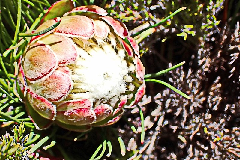 Protea montana, photographed by Di Turner