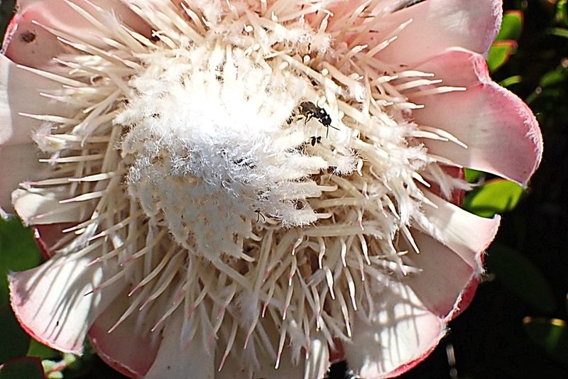 Protea venusta, photographed by Di Turner