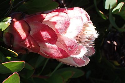 Protea venusta, photographed by Di Turner