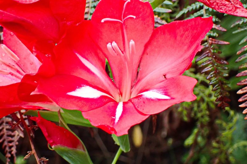 Gladiolus sempervirens, photographed by Di Turner