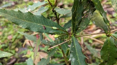 Berberis morii, photographed by Cheng-Te Hsu