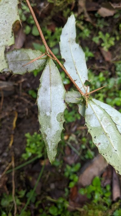 Berberis morii, photographed by Cheng-Te Hsu