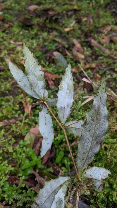 Berberis morii, photographed by Cheng-Te Hsu