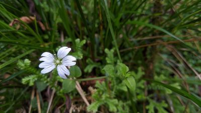 Nubelaria arisanensis, photographed by Cheng-Te Hsu
