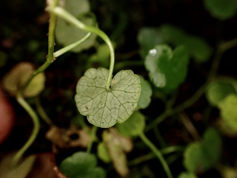 Hydrocotyle pterocarpa, photographed by Mike Bowie