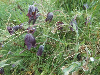 Pulsatilla rubra, photographed by Michael Andresek