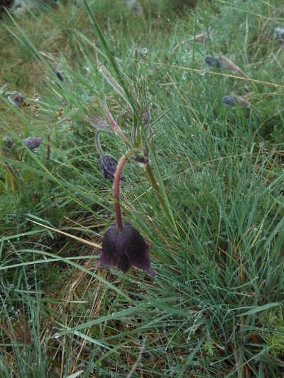 Pulsatilla rubra, photographed by Michael Andresek