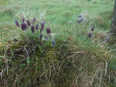 Pulsatilla rubra, photographed by Michael Andresek
