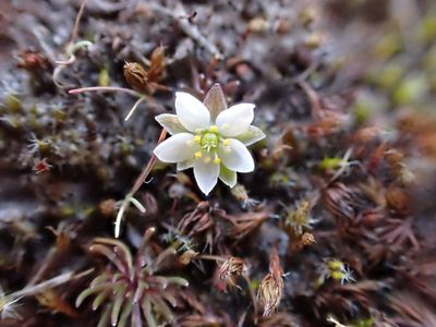Spergula morisonii, photographed by Jean-Paul Boerekamps