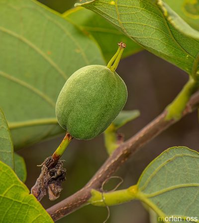 Passiflora mansoi, photographed by Morten Ross