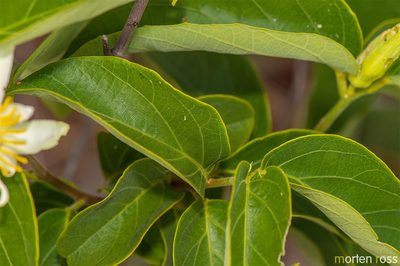 Passiflora mansoi, photographed by Morten Ross