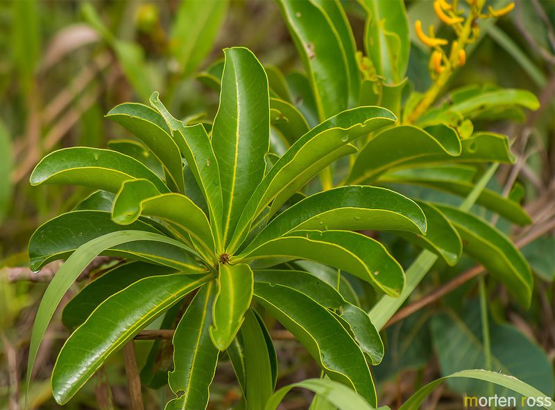 Vochysia rufa, photographed by Morten Ross