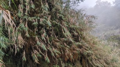 Arundo formosana, photographed by Cheng-Te Hsu