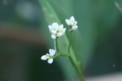 Persicaria dichotoma, photographed by Richard Fuller
