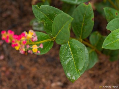 Byrsonima rigida, photographed by Morten Ross