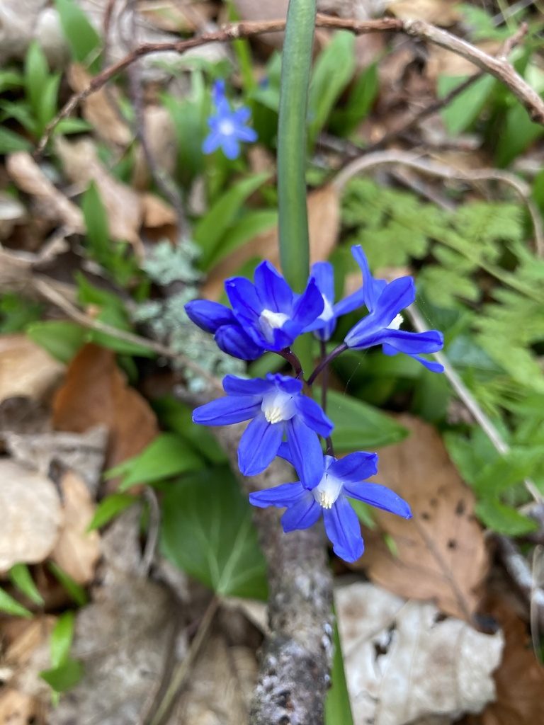 Scilla sardensis, photographed by Richard Littauer