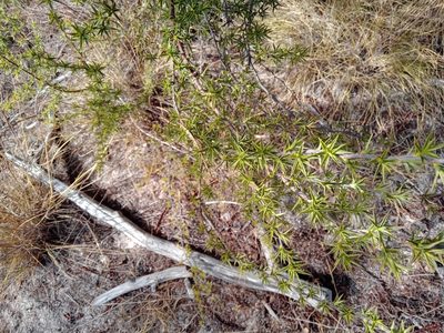 Cliffortia ruscifolia, photographed by melda