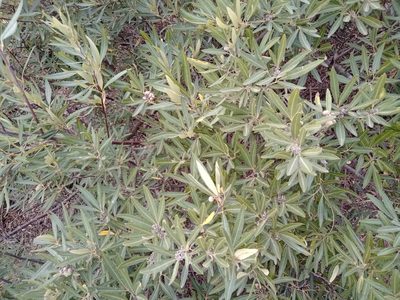 Searsia angustifolia, photographed by melda