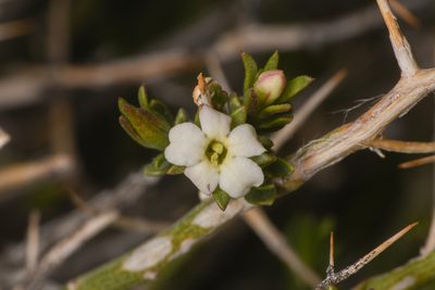 Menodora spinescens, photographed by Trevor Van Loon
