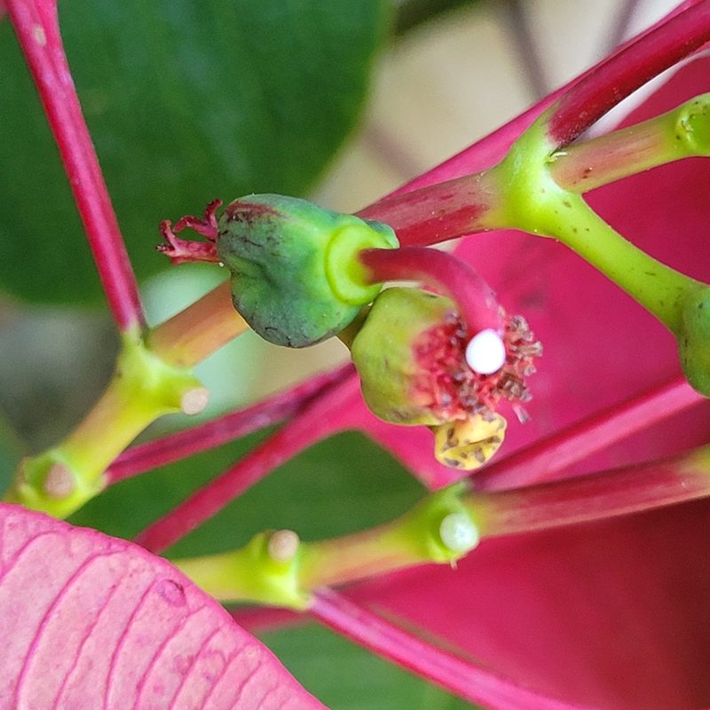 Euphorbia pulcherrima, photographed by Maria Janeiro