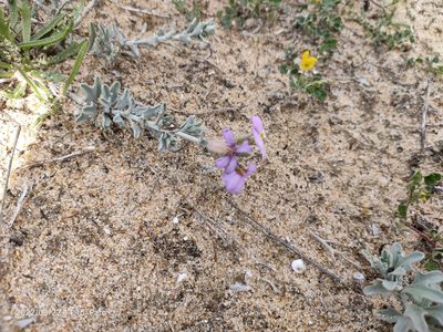 Marcus-kochia littorea, photographed by Jamie Wood