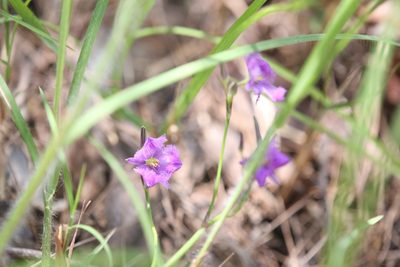 Thysanotus banksii, photographed by Hugo Innes