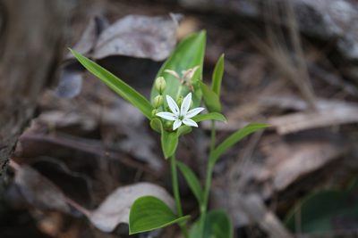 Schelhammera multiflora, photographed by Hugo Innes