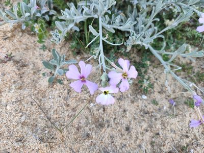 Marcus-kochia littorea, photographed by Jamie Wood