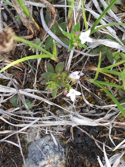 Houstonia canadensis, photographed by Bev McBride