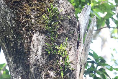 Bulbophyllum newportii, photographed by Hugo Innes