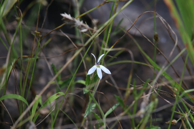 Lobelia leucotos, photographed by Hugo Innes