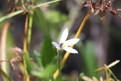 Lobelia leucotos, photographed by Hugo Innes
