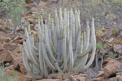 Euphorbia canariensis, photographed by Christoph Moning