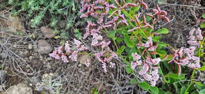 Limonium pectinatum, photographed by Christoph Moning