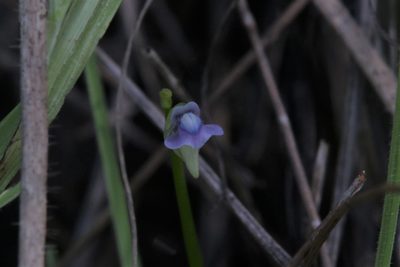 Utricularia uliginosa, photographed by Hugo Innes