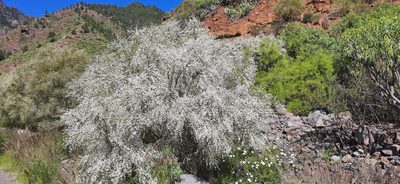 Retama rhodorhizoides, photographed by Christoph Moning