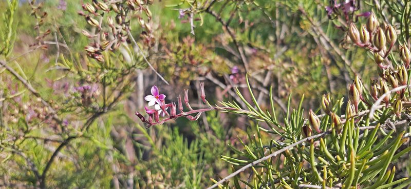 Campylanthus salsoloides, photographed by Christoph Moning