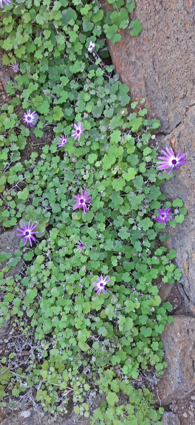 Pericallis lanata, photographed by Christoph Moning
