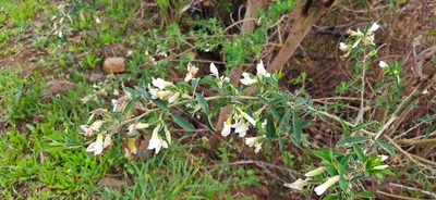 Chamaecytisus proliferus, photographed by Christoph Moning