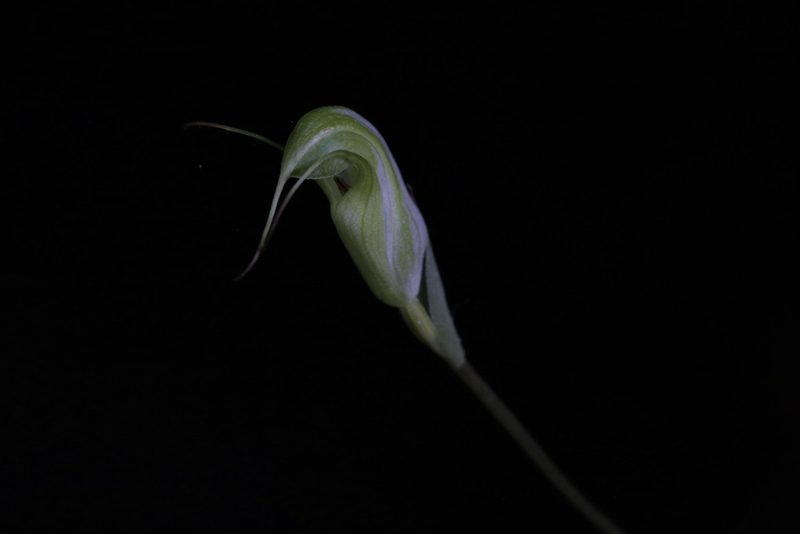 Pterostylis depauperata, photographed by Hugo Innes