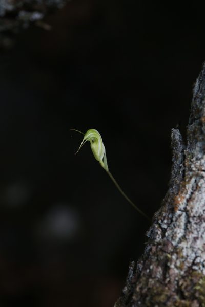 Pterostylis depauperata, photographed by Hugo Innes