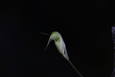 Pterostylis depauperata, photographed by Hugo Innes