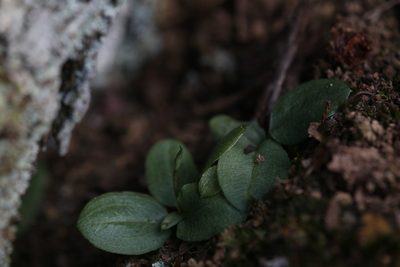 Pterostylis depauperata, photographed by Hugo Innes